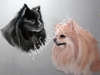 Two Pomeranians Portrait